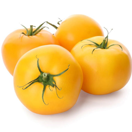 Tomato Seeds - Indeterminate - Golden Queen - Alliance of Native Seedkeepers - Vegetable Seeds