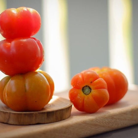 Tomato Seeds - Indeterminate - Hillbilly Beefsteak Regular Leaf - Alliance of Native Seedkeepers - Vegetable Seeds