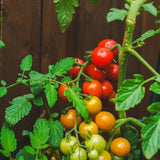 Tomato Seeds - Indeterminate - Large Red Cherry - Alliance of Native Seedkeepers - Vegetable Seeds