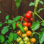 Tomato Seeds - Indeterminate - Large Red Cherry - Alliance of Native Seedkeepers - Vegetable Seeds