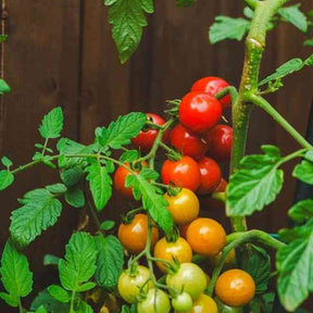 Tomato Seeds - Indeterminate - Large Red Cherry - Alliance of Native Seedkeepers - Vegetable Seeds