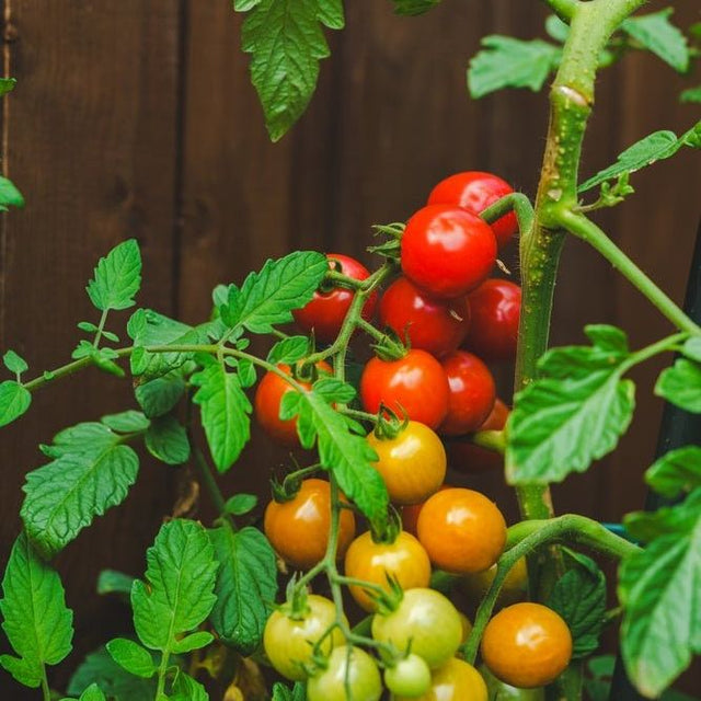 Tomato Seeds - Indeterminate - Large Red Cherry - Alliance of Native Seedkeepers - Vegetable Seeds
