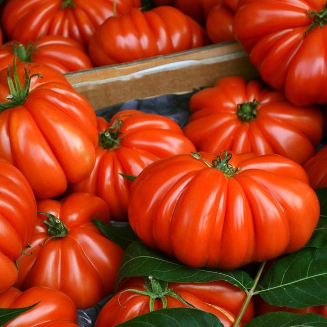 Tomato Seeds - Indeterminate - Marianna's Peace - Alliance of Native Seedkeepers - Vegetable Seeds