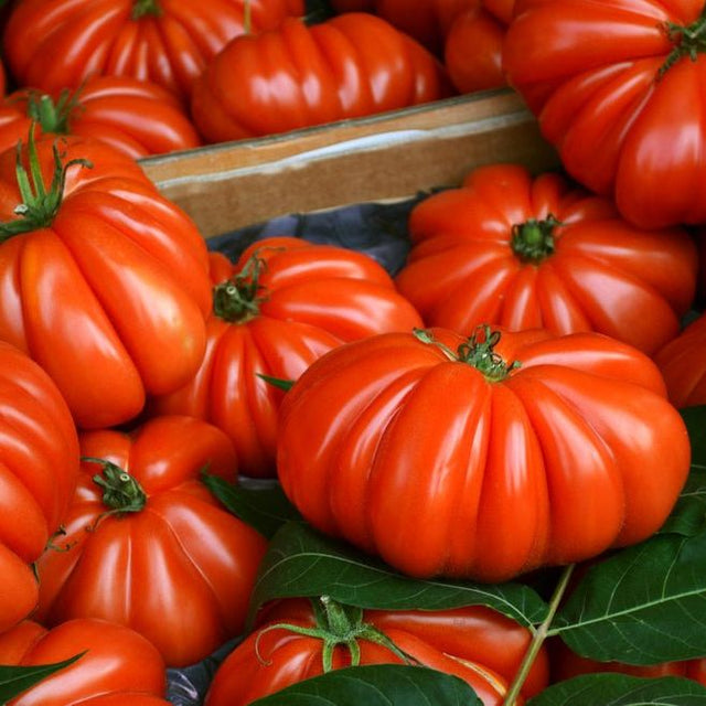 Tomato Seeds - Indeterminate - Marianna's Peace - Alliance of Native Seedkeepers - Vegetable Seeds