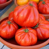 Chocolate Tomato Seeds - Indeterminate - Mortgage Lifter Beefsteak Alliance Of Native Seedkeepers Vegetable Seeds