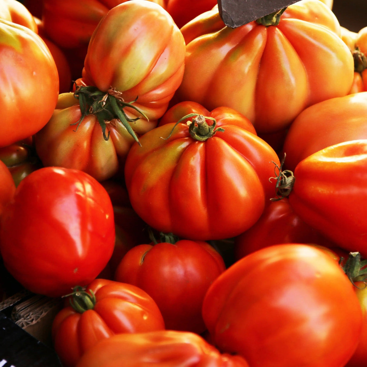 Tomato Seeds - Indeterminate - Oaxacan Pink Standard - Alliance of Native Seedkeepers - Vegetable Seeds