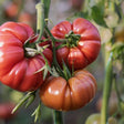 Tomato Seeds - Indeterminate - Pink Brandywine Beefsteak - Alliance of Native Seedkeepers - Vegetable Seeds