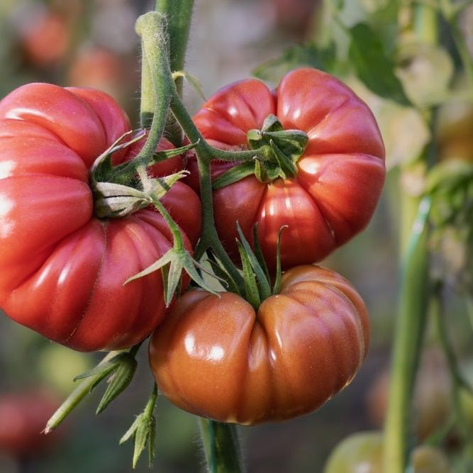 Tomato Seeds - Indeterminate - Pink Brandywine Beefsteak - Alliance of Native Seedkeepers - Vegetable Seeds