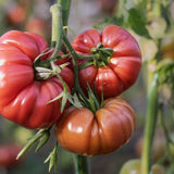 Tomato Seeds - Indeterminate - Pink Brandywine Beefsteak - Alliance of Native Seedkeepers - Vegetable Seeds