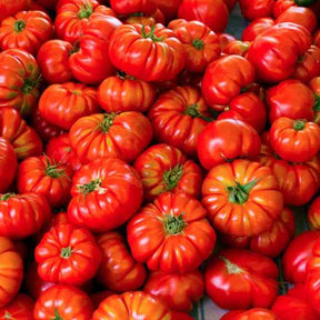 Tomato Seeds - Indeterminate - Rosso Sicilian Slicing - Alliance of Native Seedkeepers - Vegetable Seeds