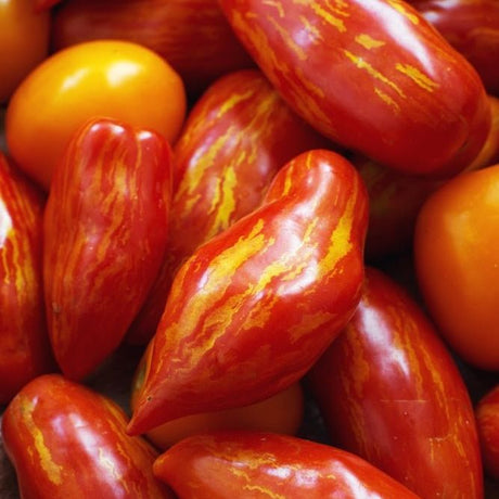 Tomato Seeds - Indeterminate - Speckled Roman Roma - Alliance of Native Seedkeepers - Vegetable Seeds