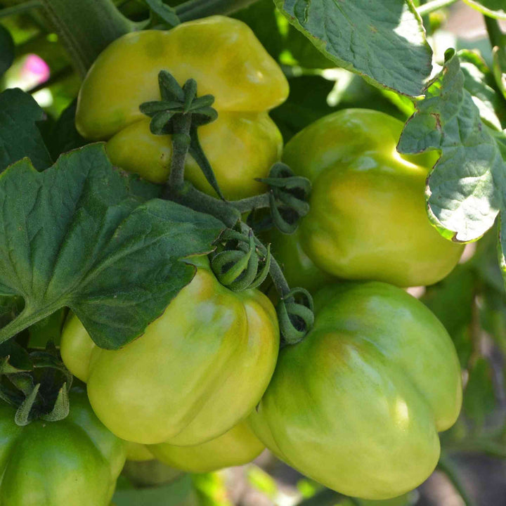 Stuffer Green Tomato Seeds