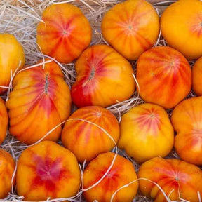 Tomato Seeds - Indeterminate - Virginia Sweets - Alliance of Native Seedkeepers - Vegetable Seeds