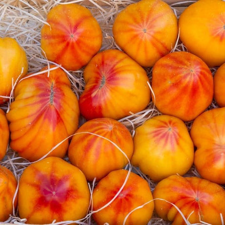 Tomato Seeds - Indeterminate - Virginia Sweets - Alliance of Native Seedkeepers - Vegetable Seeds