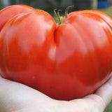 Tomato Seeds - Indeterminate - Watermelon Beefsteak - Alliance of Native Seedkeepers - Vegetable Seeds