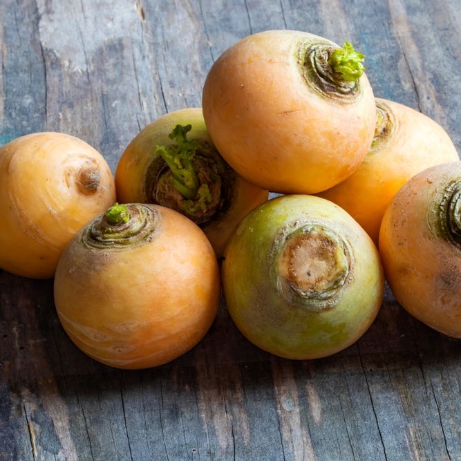 Turnip Seeds - Gold Ball - Alliance of Native Seedkeepers - Vegetable Seeds