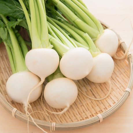 Turnip Seeds - White Egg - Alliance of Native Seedkeepers - Vegetable Seeds