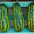 Watermelon Seeds - Vining - Jubilee - Alliance of Native Seedkeepers - Vegetable Seeds