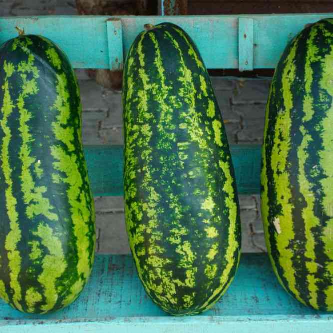 Jubilee Watermelon Seeds