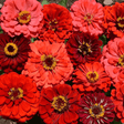 Zinnia Seeds - Berry Tart Mix - Alliance of Native Seedkeepers - Flower Seeds