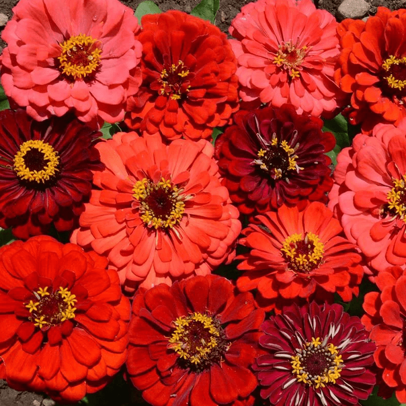 Zinnia Seeds - Berry Tart Mix - Alliance of Native Seedkeepers - Flower Seeds