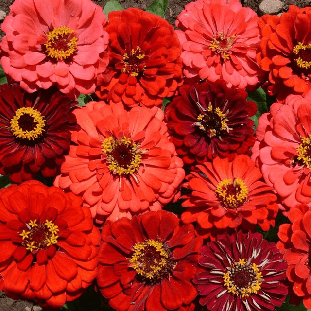 Zinnia Seeds - Berry Tart Mix - Alliance of Native Seedkeepers - Flower Seeds