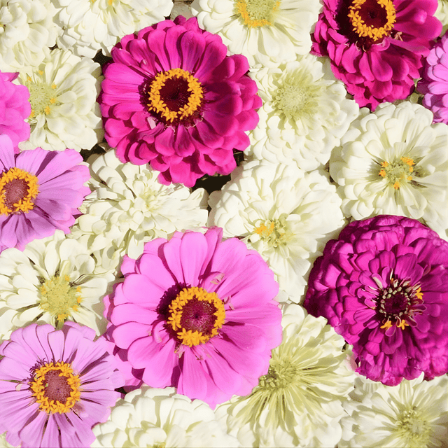 Zinnia Seeds - Blueberry Cheesecake - Alliance of Native Seedkeepers - Flower Seeds