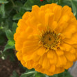 Zinnia Seeds - Canary Bird - Alliance of Native Seedkeepers - Flower Seeds