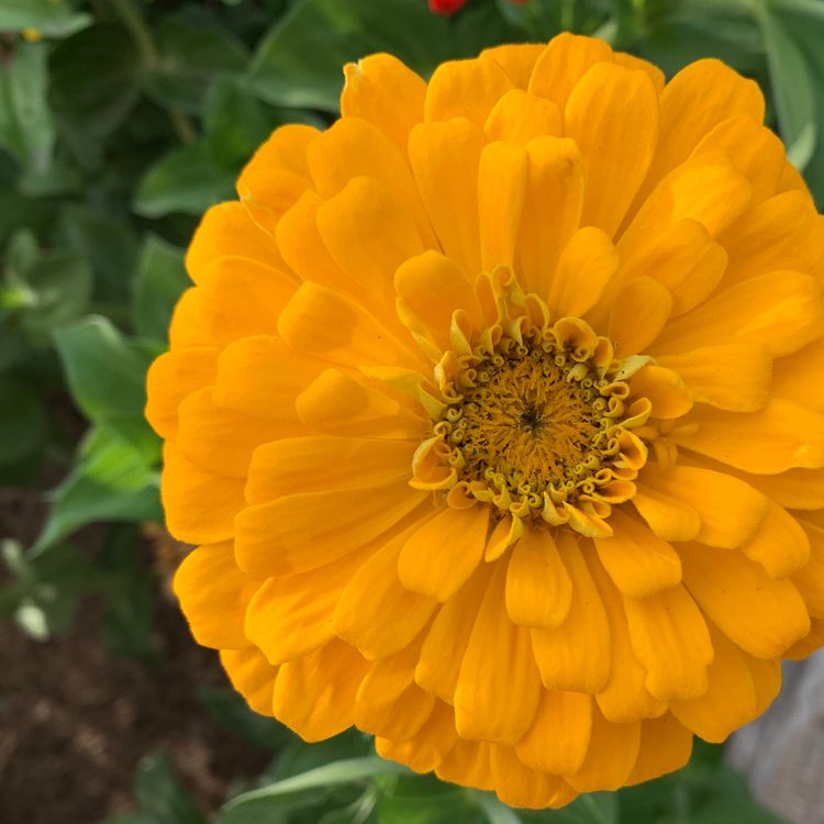 Zinnia Seeds - Canary Bird - Alliance of Native Seedkeepers - Flower Seeds