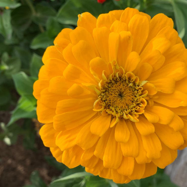 Zinnia Seeds - Canary Bird - Alliance of Native Seedkeepers - Flower Seeds