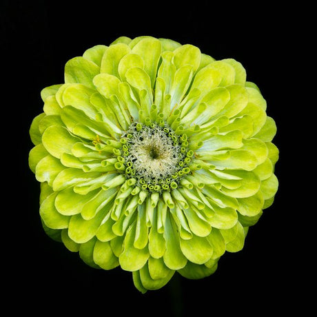 Zinnia Seeds - Envy - Alliance of Native Seedkeepers - Flower Seeds