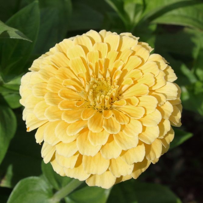 Zinnia Seeds - Isabellina - Alliance of Native Seedkeepers - Flower Seeds