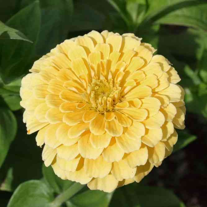 Isabellina