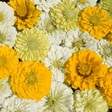 Zinnia Seeds - Lemon Meringue - Alliance of Native Seedkeepers - Flower Seeds