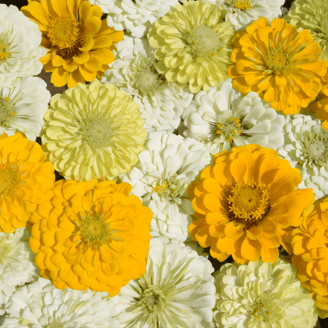 Zinnia Seeds - Lemon Meringue - Alliance of Native Seedkeepers - Flower Seeds