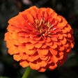 Zinnia Seeds - Orange King - Alliance of Native Seedkeepers - Flower Seeds
