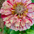 Zinnia Seeds - Peppermint Stick - Alliance of Native Seedkeepers - Flower Seeds