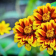 Zinnia Seeds - Persian Carpet - Alliance of Native Seedkeepers - Flower Seeds