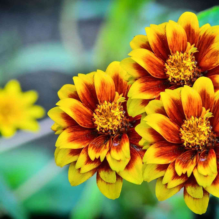 Persian Carpet Zinnia Seeds
