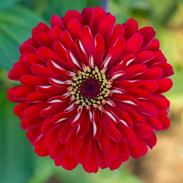 Zinnia Seeds - Red Beauty - Alliance of Native Seedkeepers - Flower Seeds