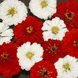 Zinnia Seeds - Stop Sign Mix - Alliance of Native Seedkeepers - Flower Seeds