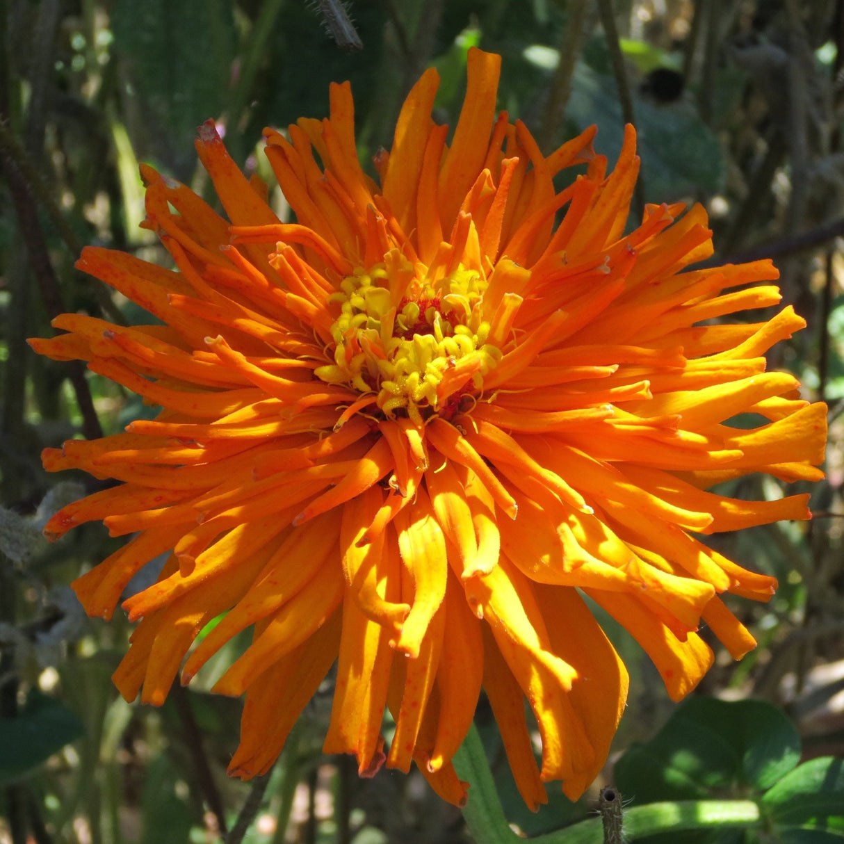 Zinnia Seeds - Super Cactus Aztec Orange - Alliance of Native Seedkeepers - Flower Seeds