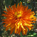 Zinnia Seeds - Super Cactus Aztec Orange - Alliance of Native Seedkeepers - Flower Seeds