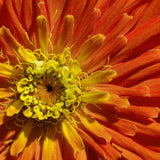 Zinnia Seeds - Super Cactus Aztec Orange - Alliance of Native Seedkeepers - Flower Seeds