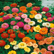 Zinnia Seeds - Thumbelina - Alliance of Native Seedkeepers - Flower Seeds