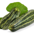 Zucchini Seeds - Summer - Bush - Caserta - Alliance of Native Seedkeepers - Vegetable Seeds