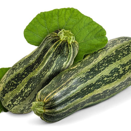 Zucchini Seeds - Summer - Bush - Caserta - Alliance of Native Seedkeepers - Vegetable Seeds
