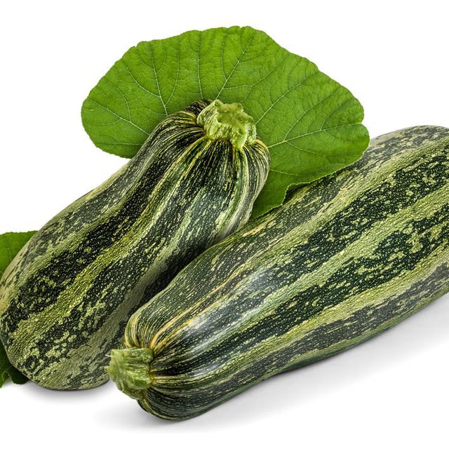 Zucchini Seeds - Summer - Bush - Caserta - Alliance of Native Seedkeepers - Vegetable Seeds