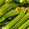 Zucchini Seeds - Summer - Bush - Costata Romanesco - Alliance of Native Seedkeepers - Vegetable Seeds