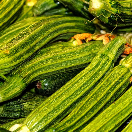 Zucchini Seeds - Summer - Bush - Costata Romanesco - Alliance of Native Seedkeepers - Vegetable Seeds